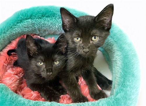 MAX, Baby Domestic Short Hair (medium coat), cat for adoption in North Lauderdale, Florida