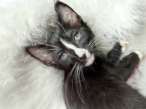 BEAR, Baby Domestic Short Hair (medium coat), cat for adoption in North Lauderdale, Florida