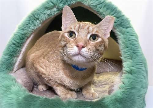 BUDDY, Adult Domestic Short Hair (medium coat), cat for adoption in North Lauderdale, Florida