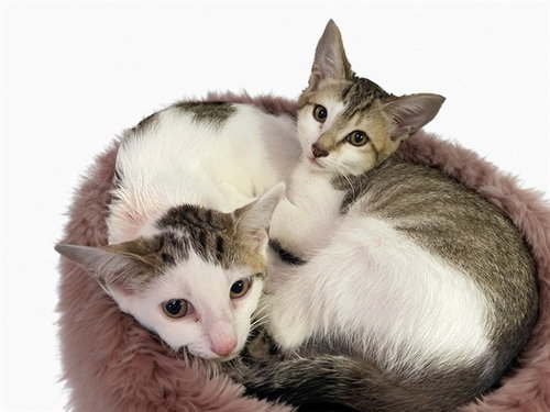 ARGENTINA, Baby Domestic Short Hair (medium coat), cat for adoption in North Lauderdale, Florida