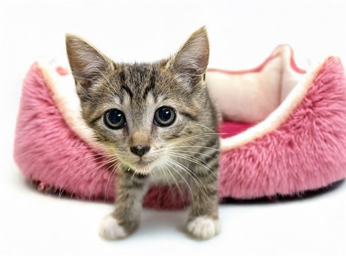SADIE, Baby Domestic Short Hair (medium coat), cat for adoption in North Lauderdale, Florida