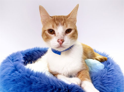SKY, Adult Domestic Short Hair (medium coat), cat for adoption in Wellington, Florida