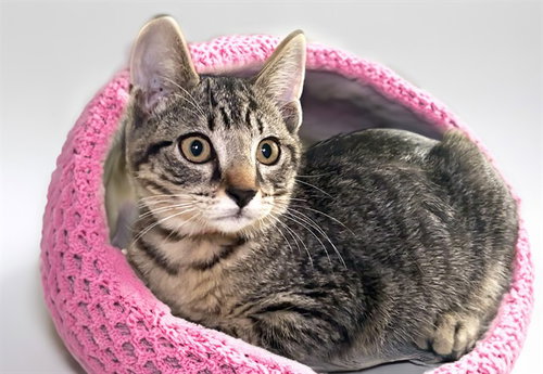 THELMA, Baby Domestic Short Hair (medium coat), cat for adoption in Wellington, Florida