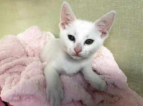 MORGAN, Baby Domestic Short Hair (medium coat), cat for adoption in Wellington, Florida