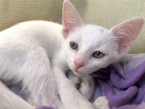 JOHN, Baby Domestic Short Hair (medium coat), cat for adoption in Wellington, Florida