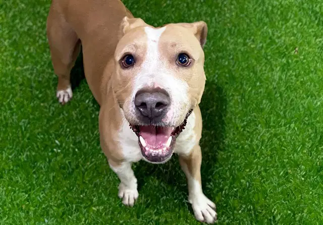 Pluto - American Pit Bull Terrier