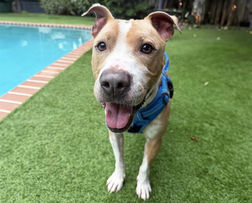 PLUTO, a dog for adoption from Humane Society of Broward County