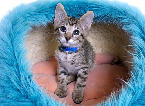 LENNY, Baby Domestic Short Hair (medium coat), cat for adoption in Wellington, Florida