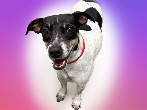 HOPE, an adoptable Australian Cattle Dog in Ft Lauderdale, FL