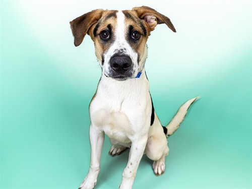 GEORDIE, an adoptable Black and Tan Coonhound in Ft Lauderdale, FL
