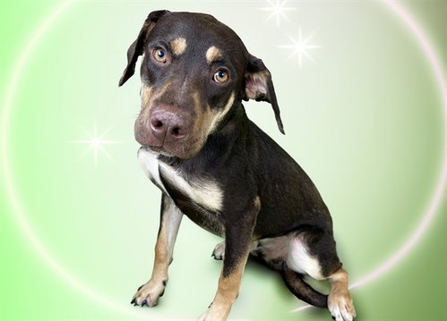 HUNTER, an adoptable German Shepherd Dog in Ft Lauderdale, FL