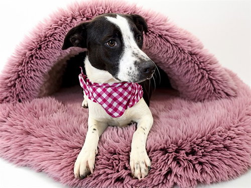 HANNA, an adoptable Pointer in Ft Lauderdale, FL