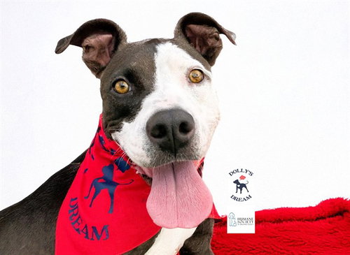 CICI, an adoptable American Staffordshire Terrier in Ft Lauderdale, FL