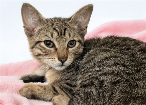 RAIN, an adoptable Domestic Short Hair in Ft Lauderdale, FL