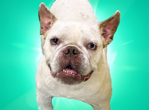 POLO, an adoptable French Bulldog in Ft Lauderdale, FL