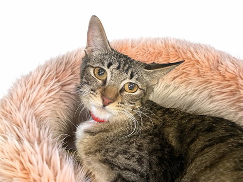 NIKKI, an adoptable Domestic Short Hair in Ft Lauderdale, FL