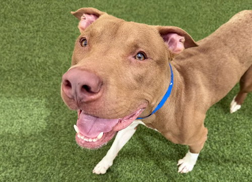 MYKO, a dog for adoption from Humane Society of Broward County