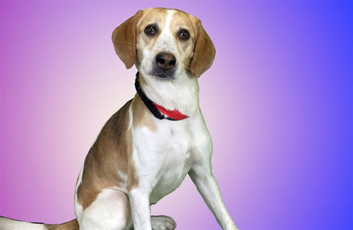 GWEN, an adoptable American Foxhound in Ft Lauderdale, FL