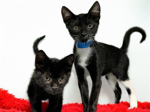 JIMMY, an adoptable Domestic Short Hair in Ft Lauderdale, FL
