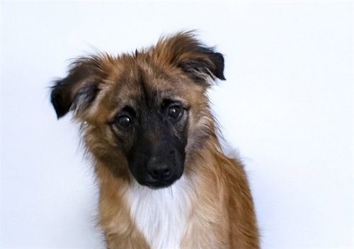 RYLO, an adoptable Dachshund in Ft Lauderdale, FL