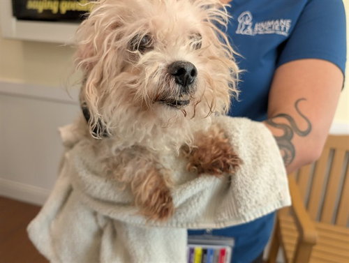 STRAY NOT AVAILABLE, an adoptable Maltese in Ft Lauderdale, FL