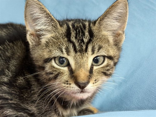 CODY, an adoptable Domestic Short Hair in Ft Lauderdale, FL