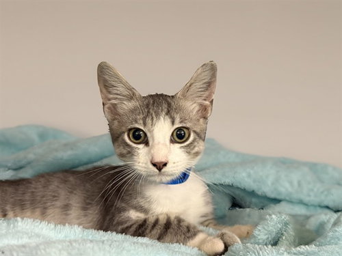 RIVER, an adoptable Domestic Short Hair in Ft Lauderdale, FL
