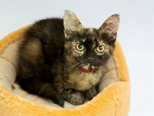 PATCHES, an adoptable Domestic Short Hair in Ft Lauderdale, FL