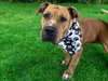 BRUCE - Photo 1