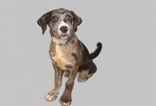 COOPER, an adoptable Catahoula Leopard Dog in Ft Lauderdale, FL