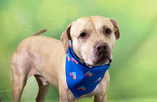picture of the dog needing adoption