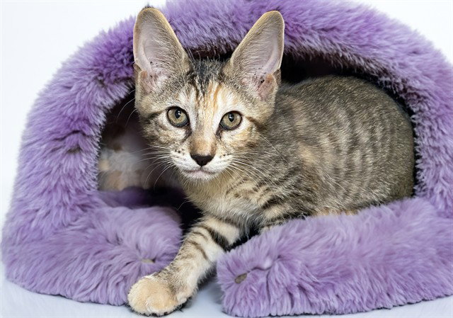 MISSY Image