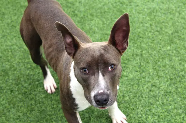 Luna - American Staffordshire Terrier