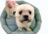 BANDIT - Photo 1