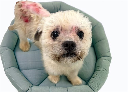 BANDIT - Maltese / Yorkshire Terrier Yorkie available for adoption