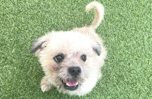 BANDIT - Maltese / Yorkshire Terrier Yorkie available for adoption