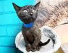 GIZMO - Photo 1