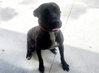 STRAY NOT AVAILABLE - Photo 1
