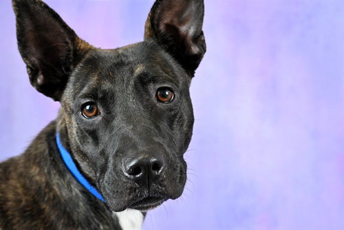BUCK - Belgian Shepherd Malinois / Pit Bull Terrier available for adoption