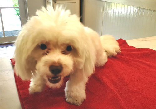 STRAY NOT AVAILABLE - Maltese available for adoption