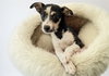 STRAY NOT AVAILABLE - Photo 1