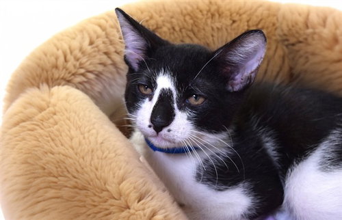 ANTONIO - Domestic Short Hair available for adoption