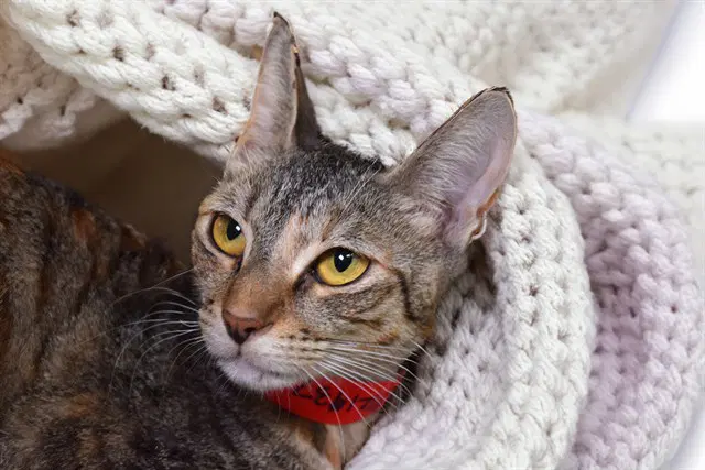 Lily - Domestic Short Hair