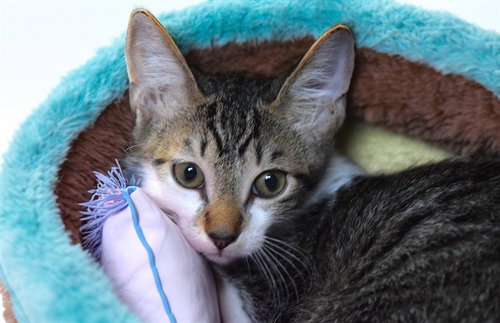 BENSON - Domestic Short Hair available for adoption