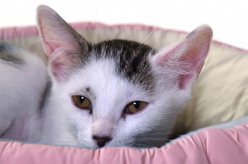 ALYSSA - Domestic Short Hair available for adoption