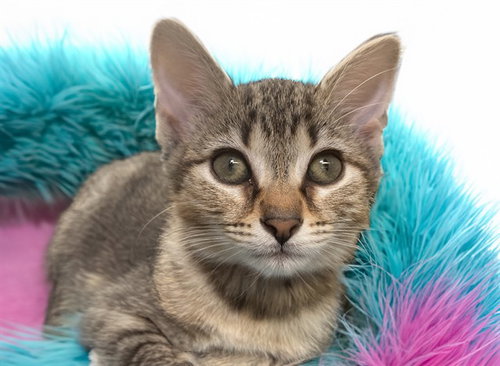 BAMBI - Domestic Short Hair available for adoption