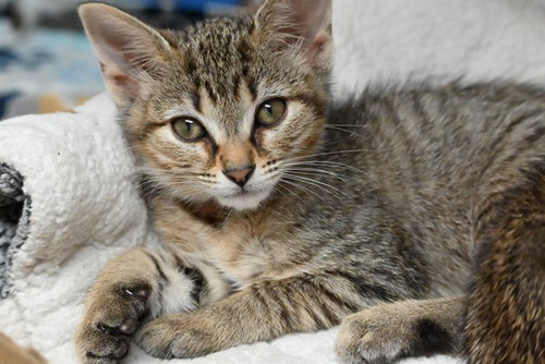 BAMBI - Domestic Short Hair available for adoption