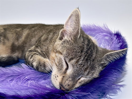 AMETHYST - Domestic Short Hair available for adoption