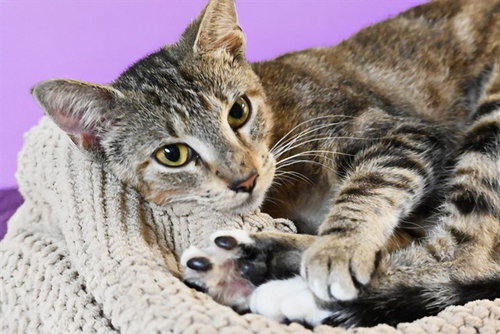 AMETHYST - Domestic Short Hair available for adoption