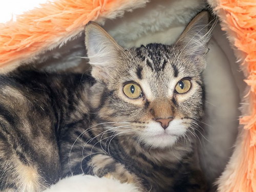 ATHENA - Domestic Long Hair available for adoption
